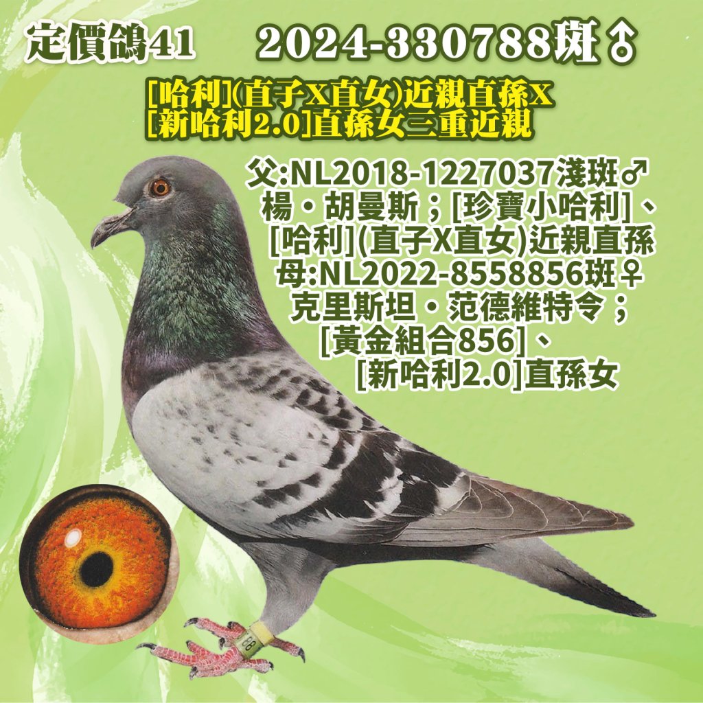 2024-330788斑♂