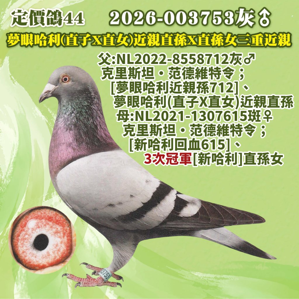 2026-003753灰♂