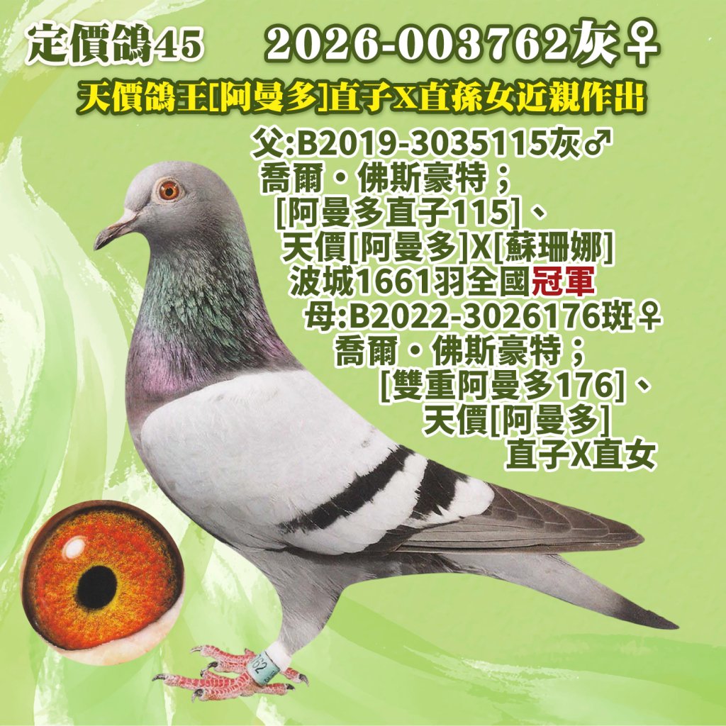 2026-003762灰♀