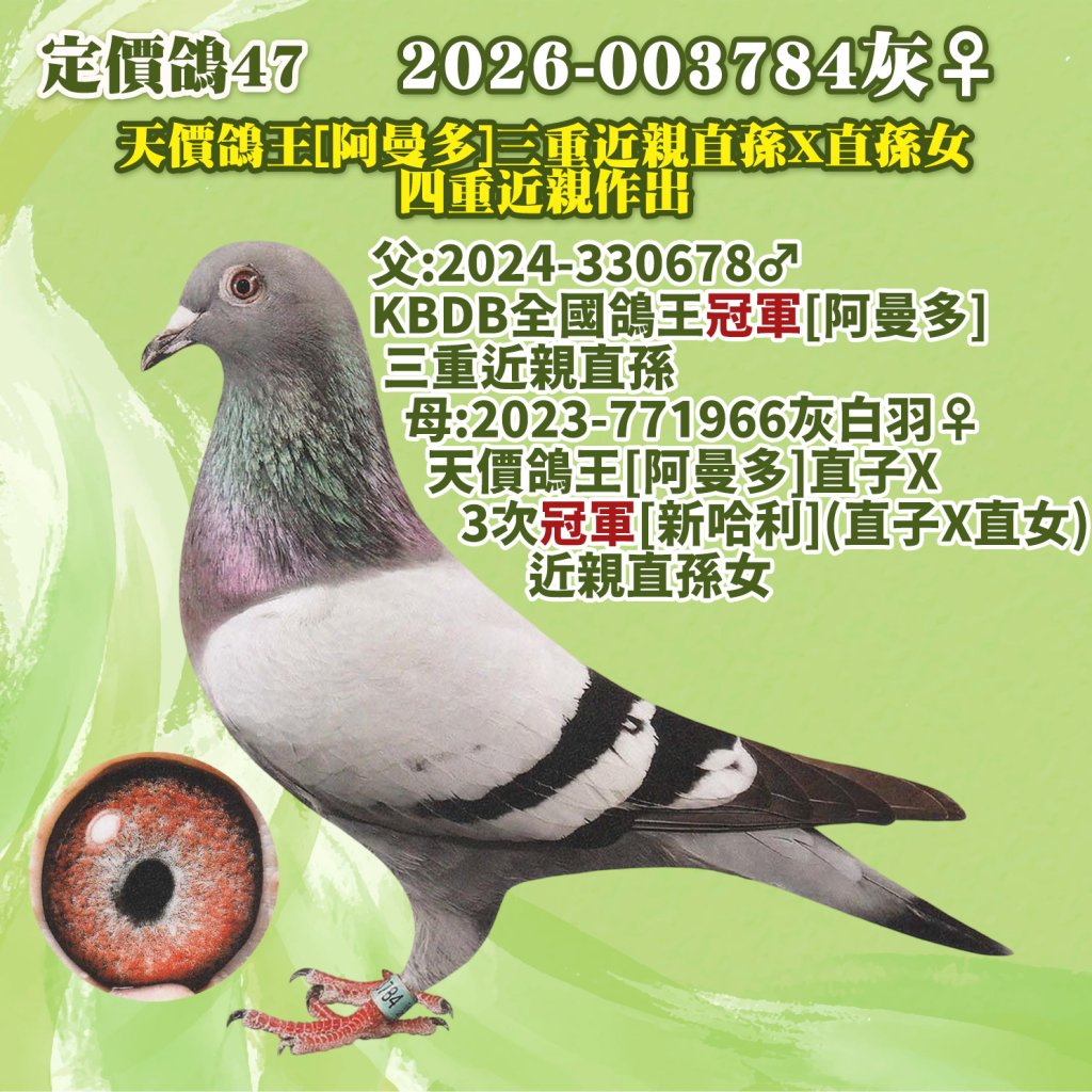 2026-003784灰♀