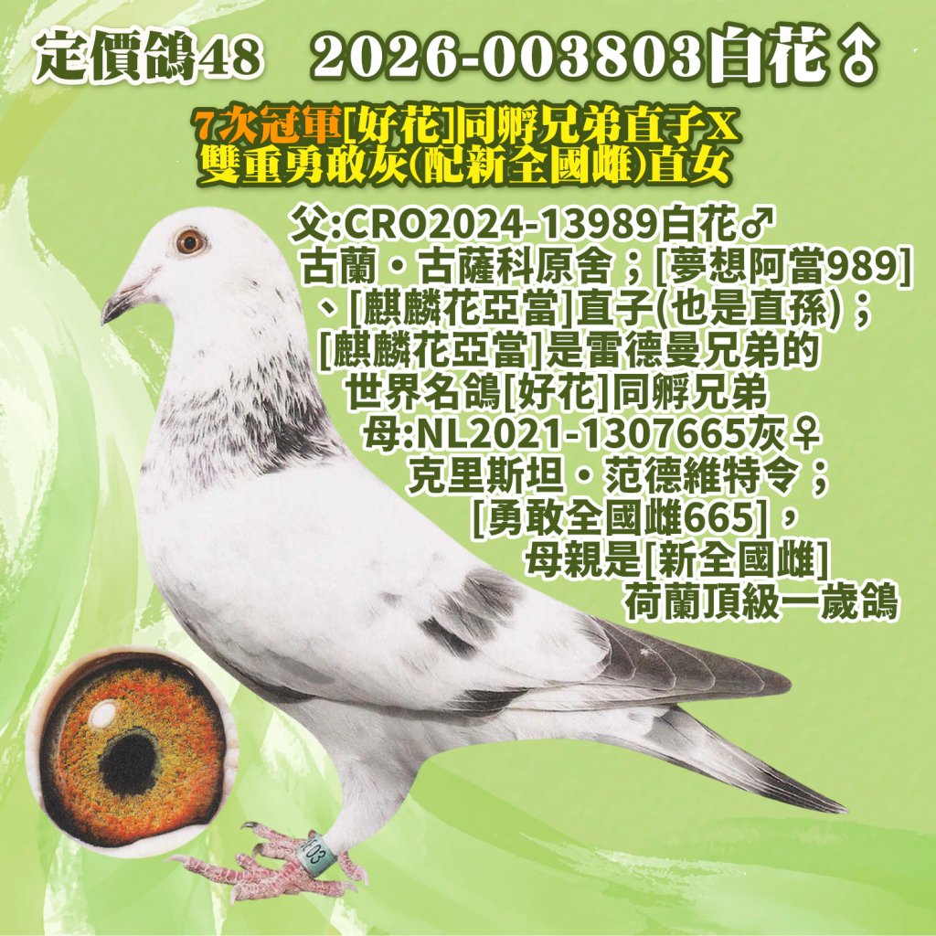 2026-003803白花♂