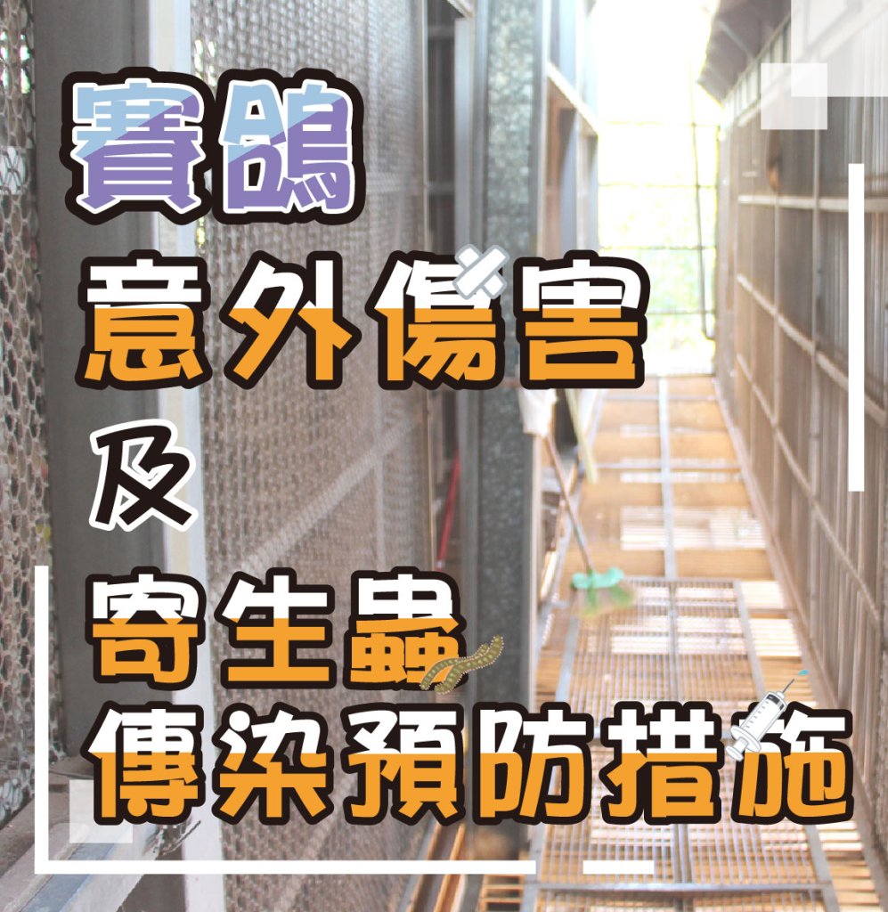 賽鴿意外傷害及寄生蟲傳染預防措施