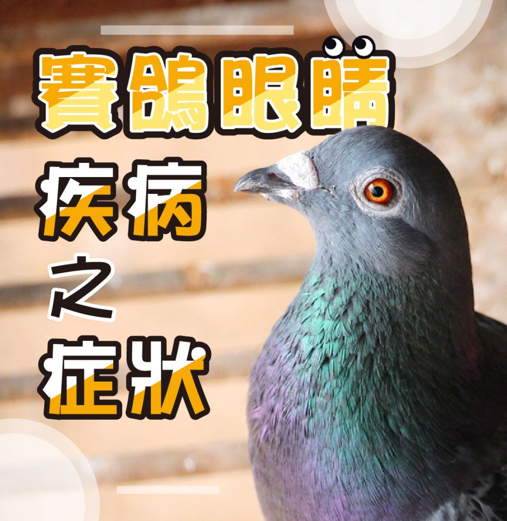 賽鴿眼睛疾病之症狀