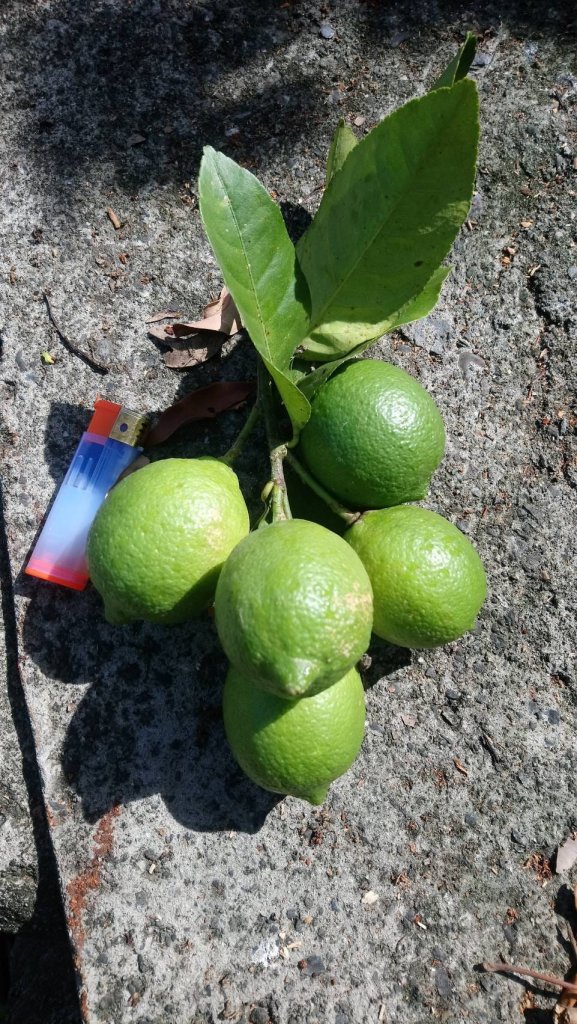 大樹社會企業】推出有機農法栽種的檸檬
