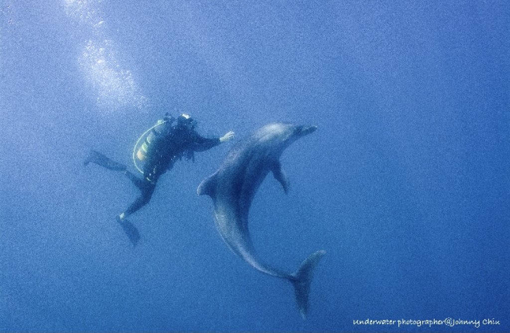 潛入海底美麗的世界-鯊魚嗨幫潛水訓練中心