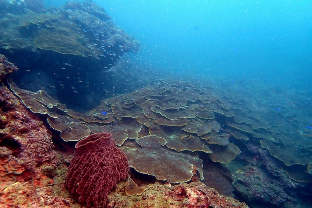 疫情封閉期海科發現與研究　潮境保護區海洋生物呈自然修復與快樂時光