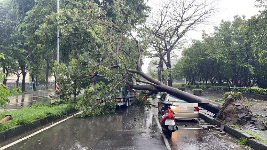  風雨交加路樹倒  車毁人未傷 警火速救援