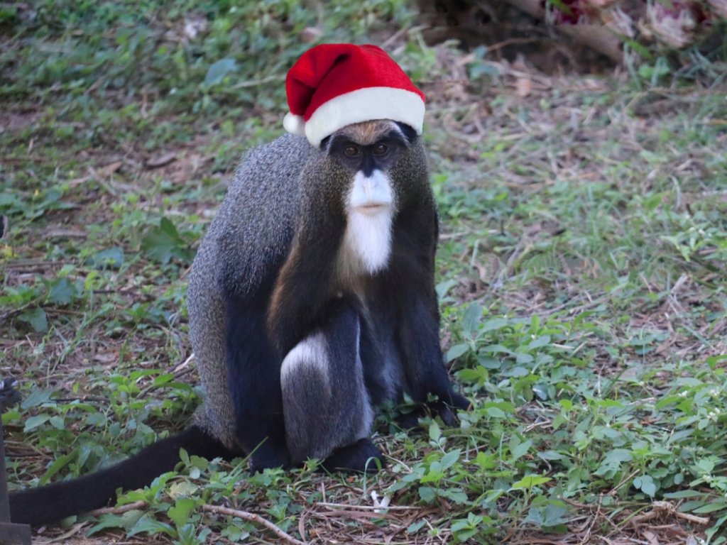 全台唯二「白髯翁面猴」過耶誕　耶誕變裝免費玩六福村