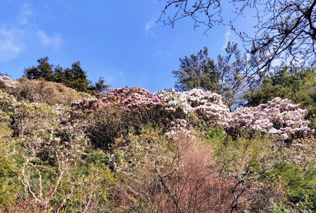 高山上的花仙子　塔塔加玉山杜鵑盛開