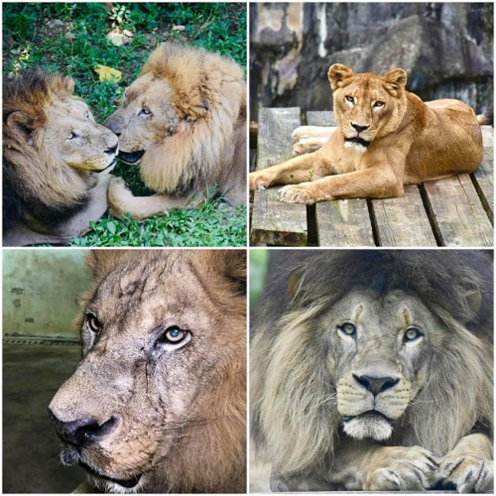 壽山動物園非洲獅「大哥」、「萊恩」洗牙趣  獸醫師及保育員大陣仗健檢