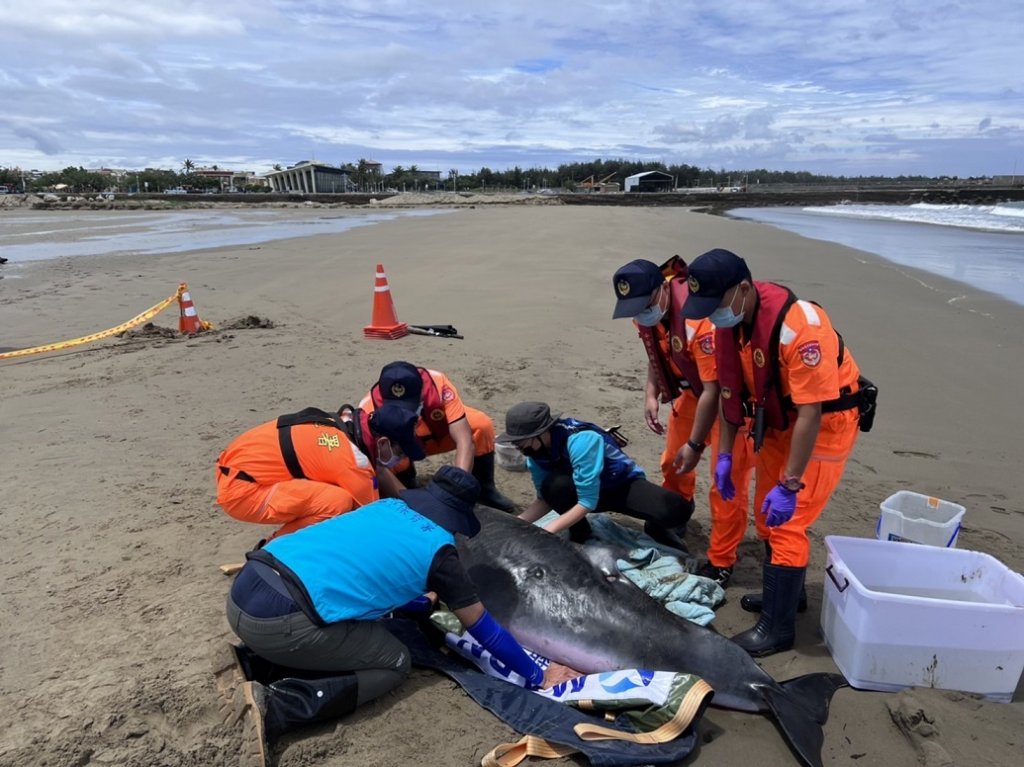 岸巡隊員實地驗證訓練課目　成功救援小抹香鯨