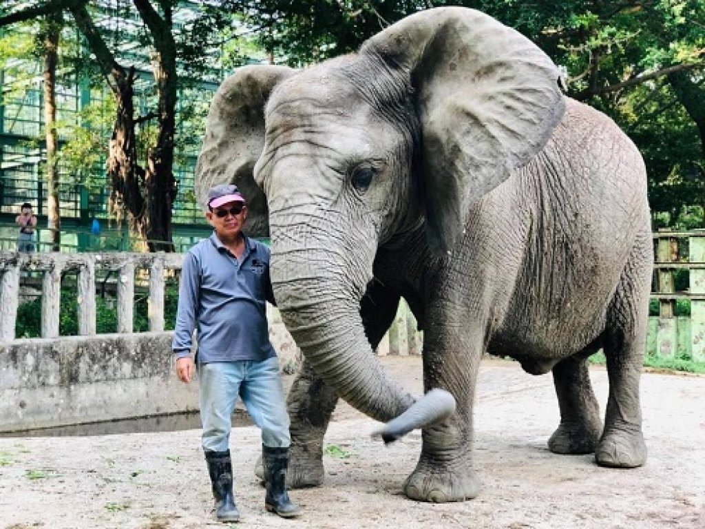  國際瀕危物種日巧遇520！ 不能沒有牠！壽山動物園「溫柔的巨獸」 保育員眼中的大象阿里