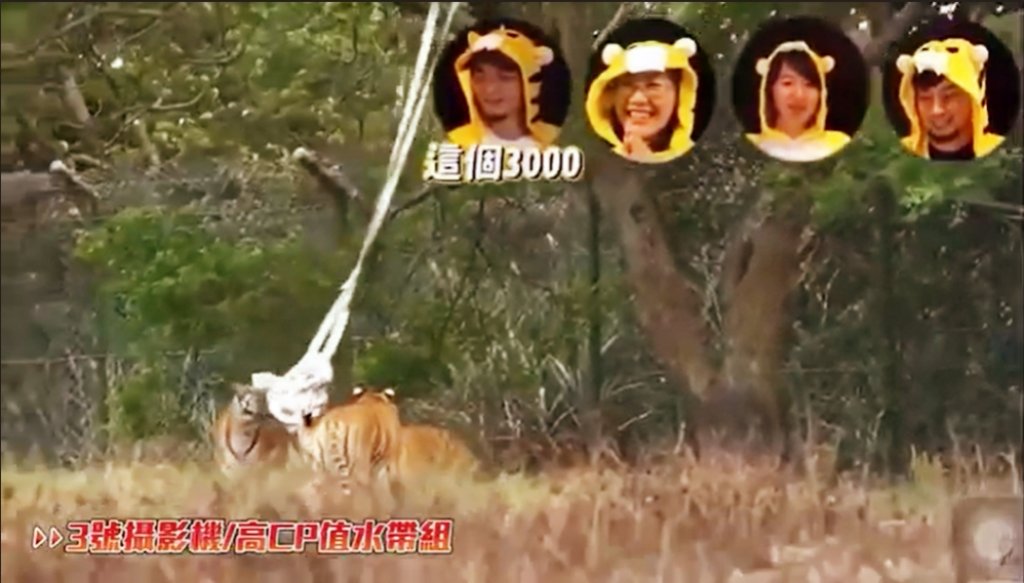 六福村攜手網紅打造動物遊戲場　讓遊客感受動物智能與學習挑戰精神