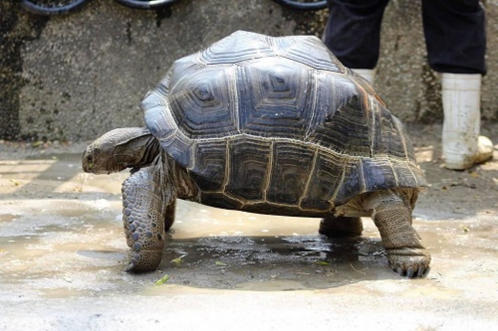523世界烏龜日 「龜」宿壽山動物園  「龜」密日常大公開　守護龜龜就是要「龜剛欸」
