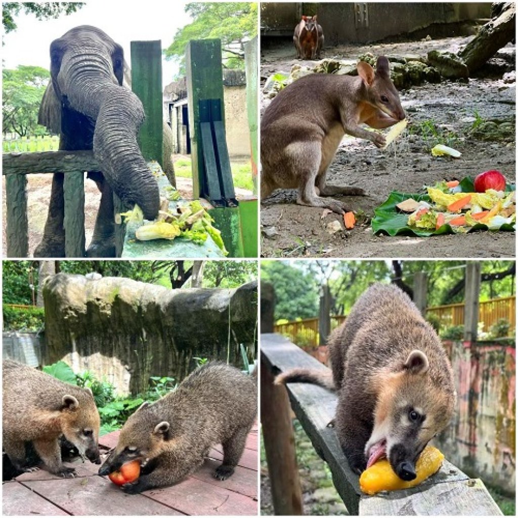 壽山動物園x家樂福「續食計畫」啟動 大象「阿里」及動物好友們大快朵頤