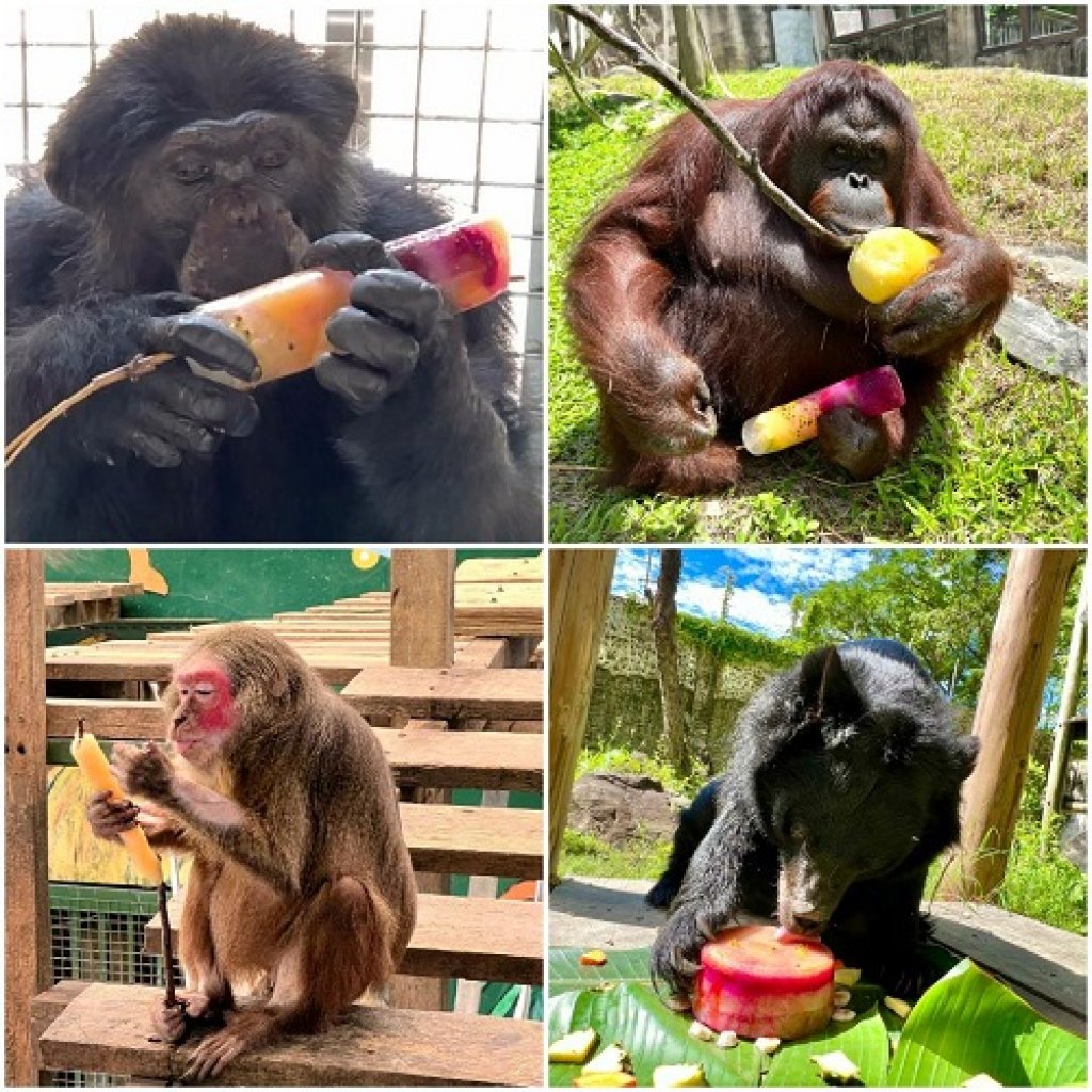  壽山動物園動物夏至點冰  皇冠冰城端出果汁冰迎戰暑氣