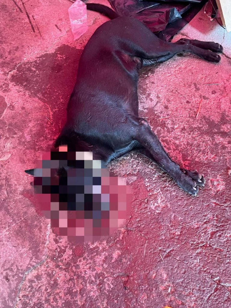 龍崎王老闆家中的狗連續被毒死十幾隻 嫌犯故技重施被逮到證據 