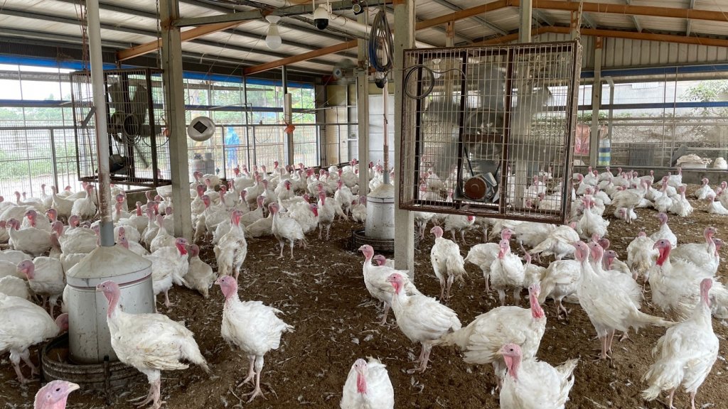 夏季酷熱高溫 南市動保處呼籲小心家禽熱緊迫