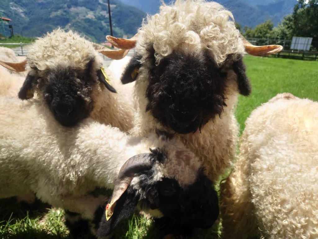 世界最萌小羊　清境農場新朋友瓦萊黑鼻羊亮相