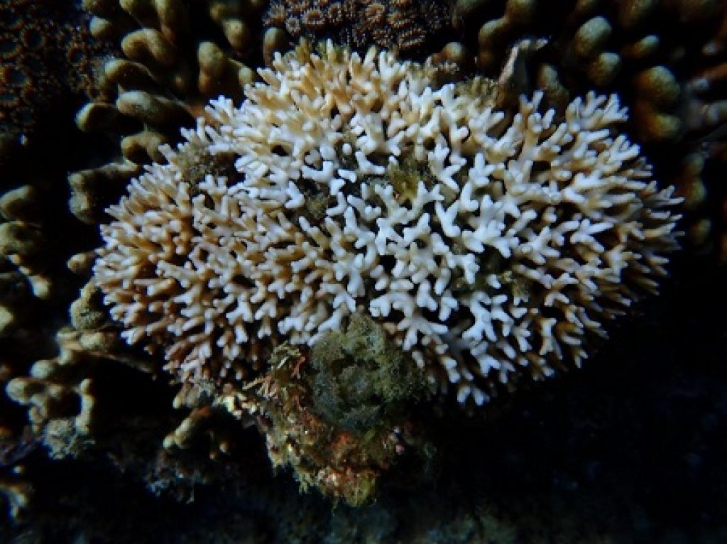 臺灣珊瑚白化風險恐進入2級警戒 海保署持續關注臺灣及全球珊瑚白化狀況