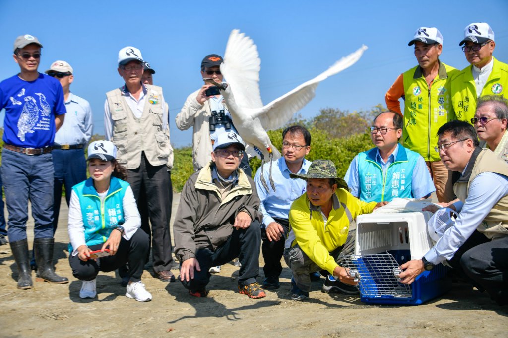 2022黑面琵鷺保育季啟動尋找市長黃偉哲任內野放的11隻黑面琵鷺