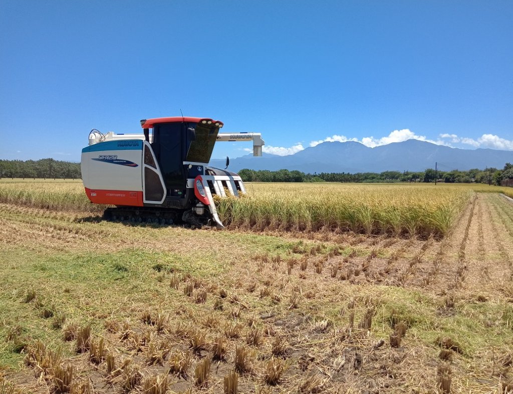  農糧署呼籲水稻不青割　稻穀含水率28%高品質高收益