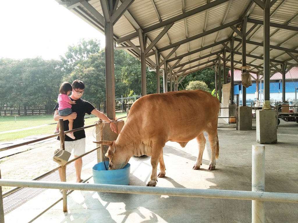 國慶連假 南市農業局歡迎民眾至老牛的家遊玩