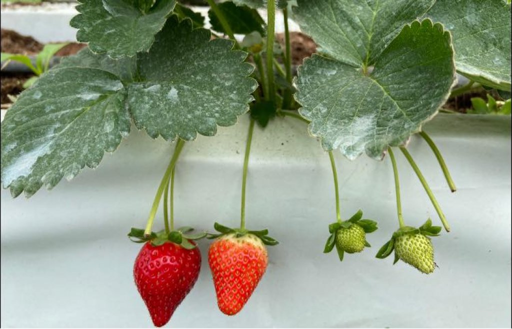 又到了草莓盛產的季節 ~草莓大小事