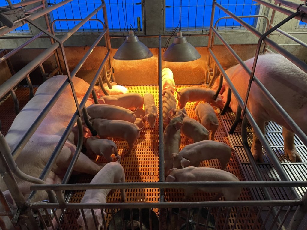 防治冬季豬病發生 南市農業局請養豬場加強場內防疫工作