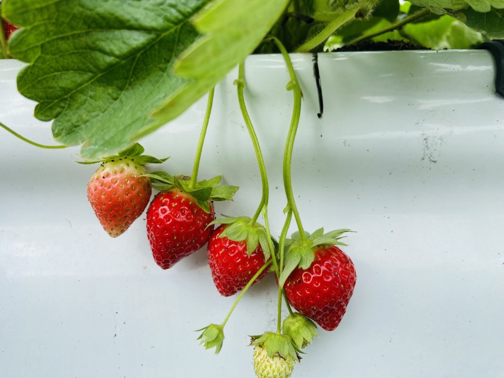大湖草莓抽驗合格，遊客民眾安心採果