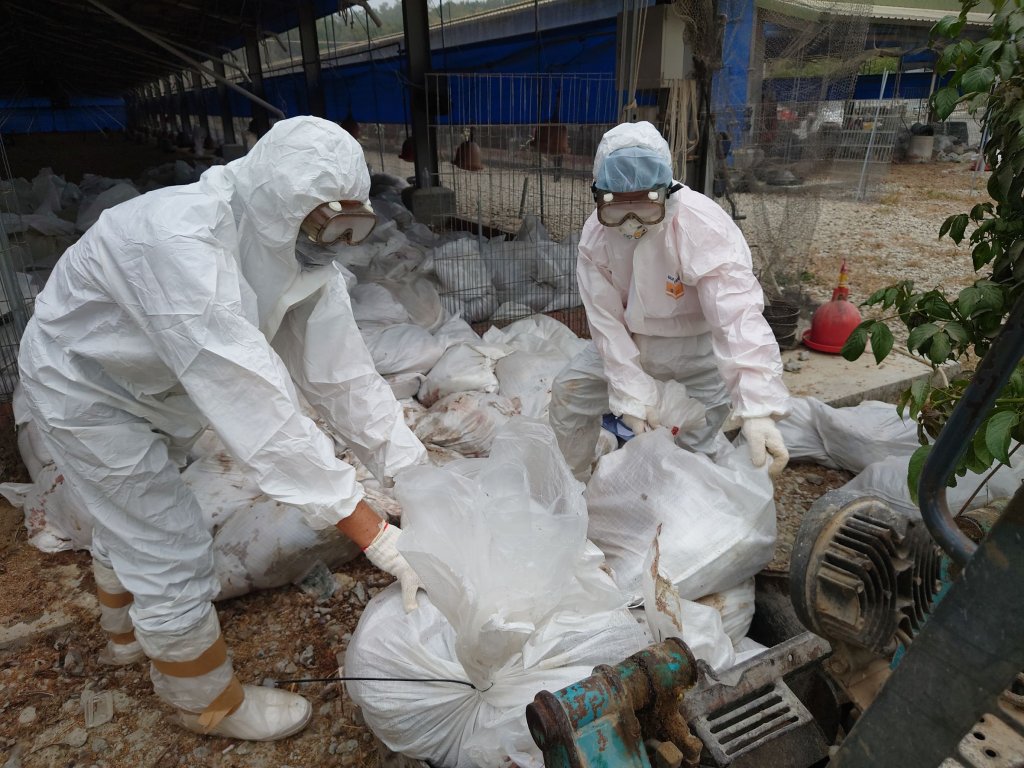 土雞場檢出禽流感 臺南動保處即時處置積極防堵疫情