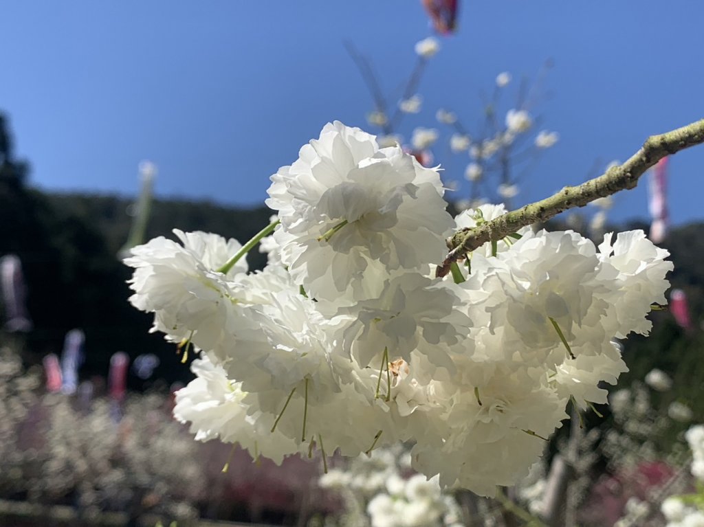 新品種白色櫻花滿開　九族慶祝雪櫻情人節