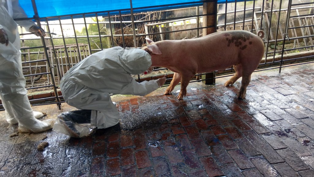 輔導種豬外銷菲律賓 臺南三種豬場喜列核准名單
