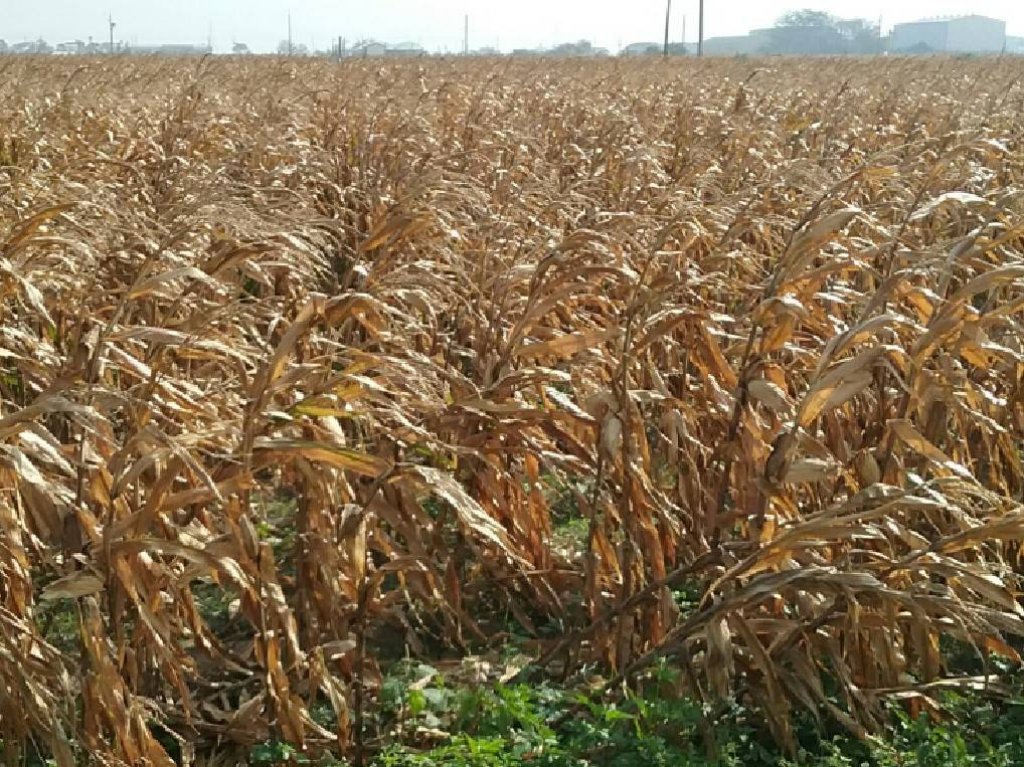 南市硬質玉米災損7日起現金救助申請 農業局呼籲農戶儘速提出申請