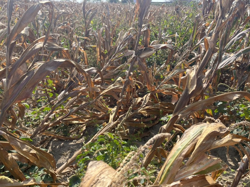 南市硬質玉米災損 農業局呼籲農戶儘速於3月16日前提出申請