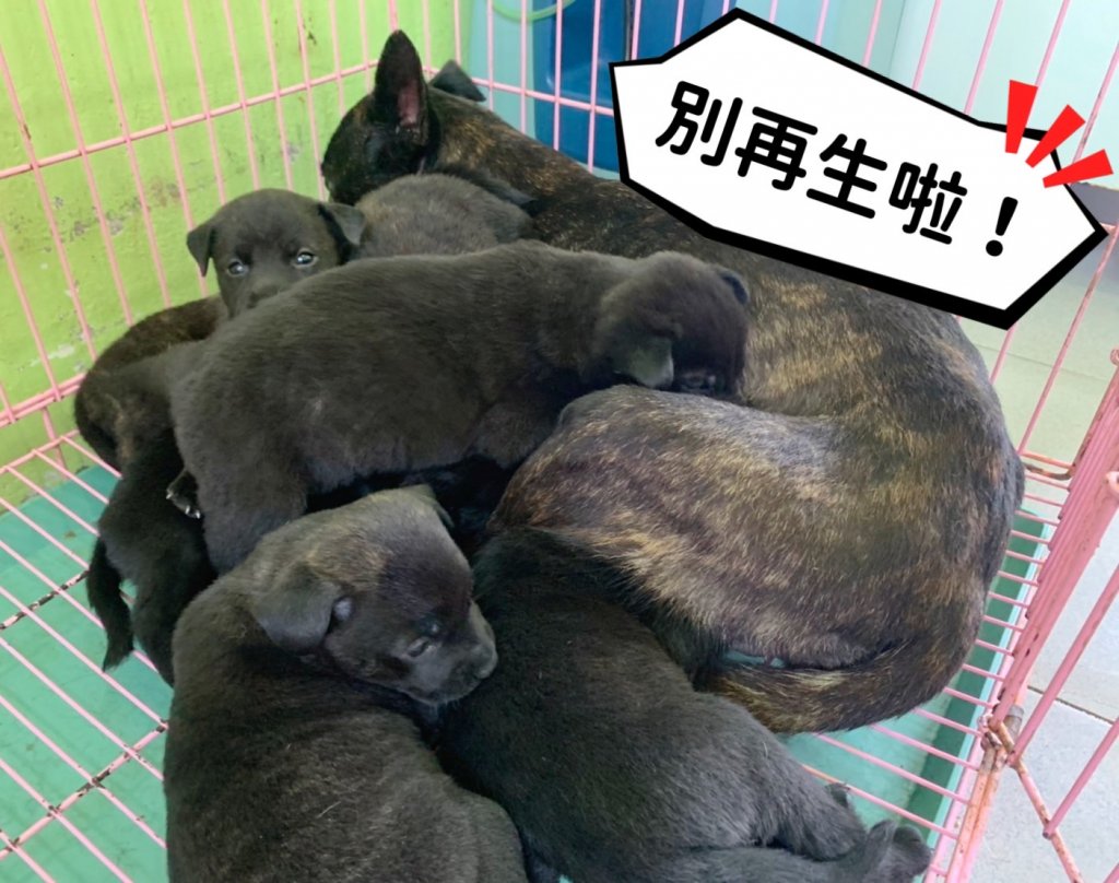 飼養犬貓應絕育 以免觸犯法律罰五萬以上罰金