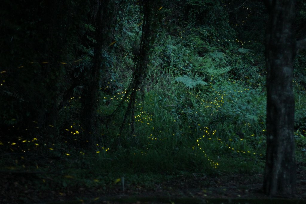 奧萬大賞螢秘境 來去森林住一晚吧！