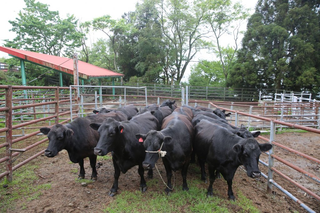 清境農場養牛業務走入歷史 迎向淨零永續新挑戰