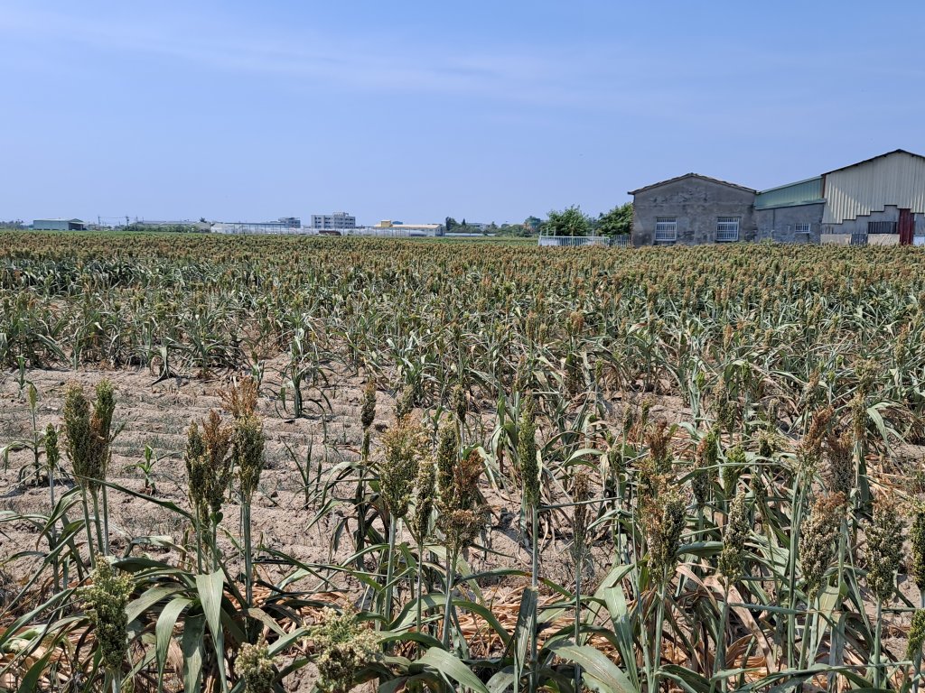 高粱乾旱造成災損 黃偉哲督促農業局向農糧署申報天然災害救助