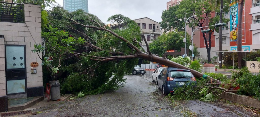 杜蘇芮颱風造成台南災情 蔡筱薇：路樹倒塌的財損市府應協助國賠