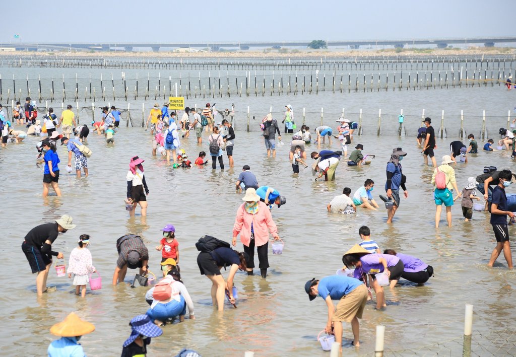 觀光赤嘴園挖文蛤體驗又來囉！9月1日上午9點開放線上報名