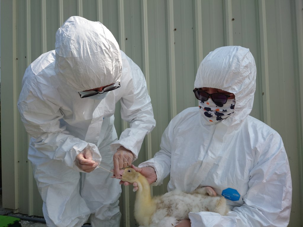 開始進入好發季節 動保處啟動禽流感強化防疫措施