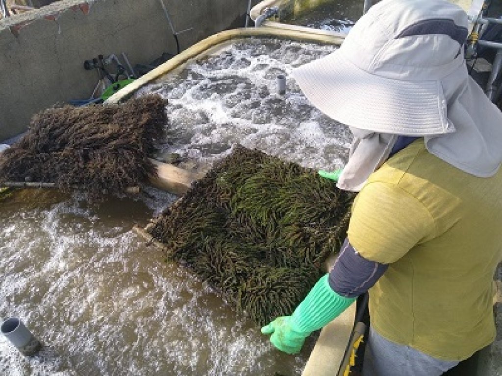 國海院與水試所跨部會合作 成功量化本土大型海藻