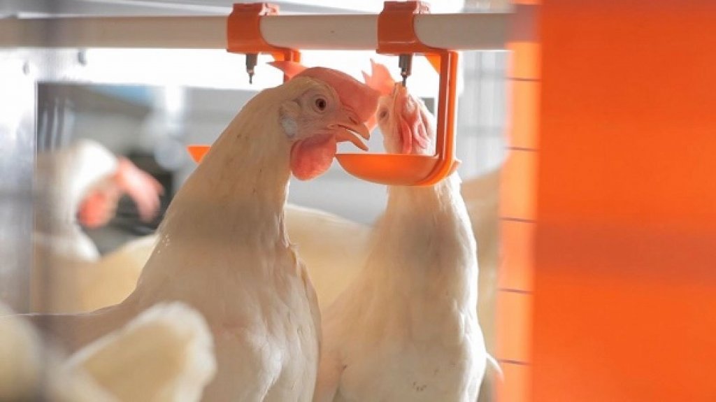 高市積極提升養雞場經營環境 輔導石安牧場動物福利蛋 友善飼養與循環經濟典範