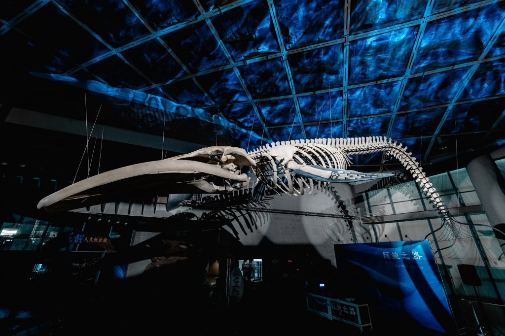 20公尺長藍鯨身軀於海生館重現　12/15屏東海生館公開展示