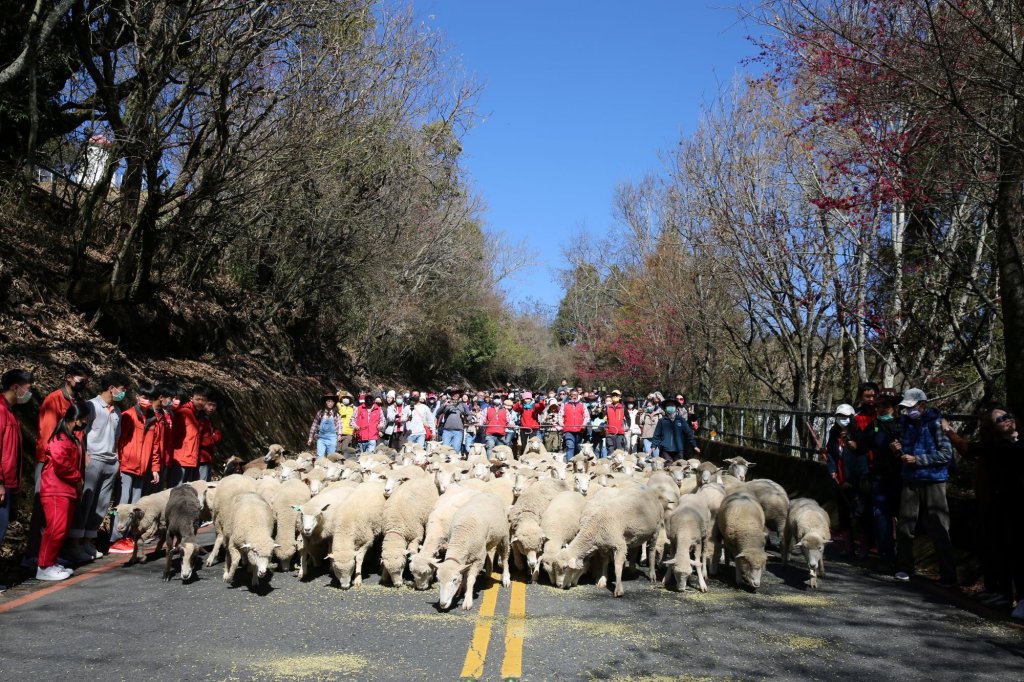 體驗牧羊人日常 清境奔羊節23日登場
