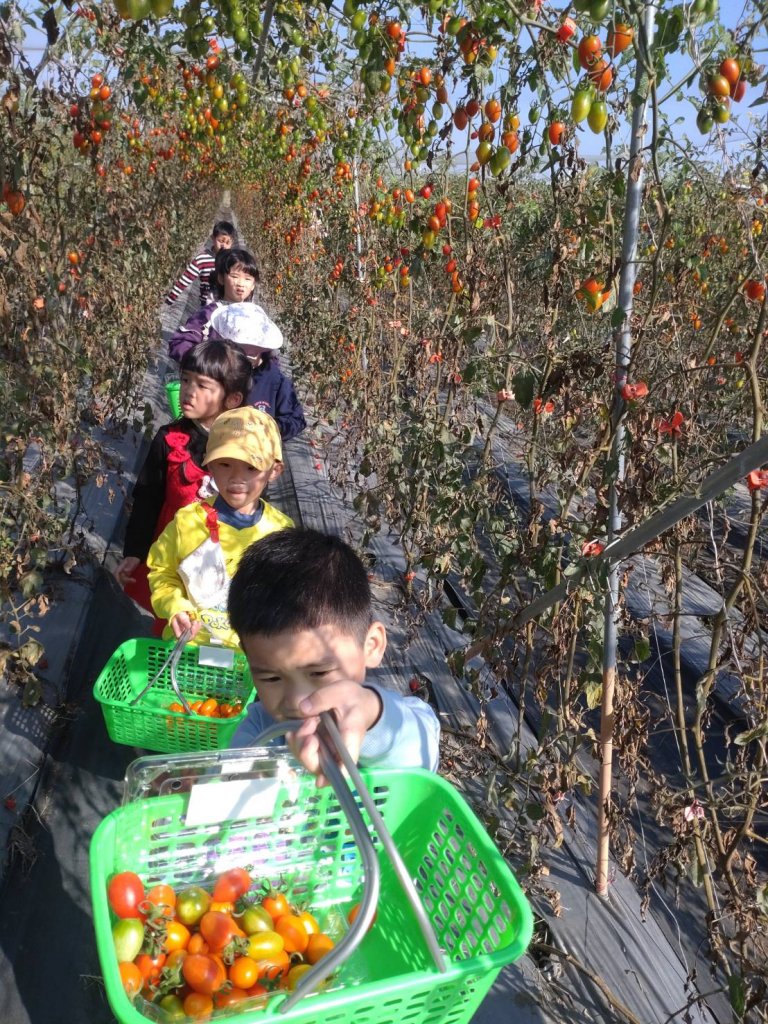 春節走春 農業局歡迎市民到太康有機農業專區採番茄