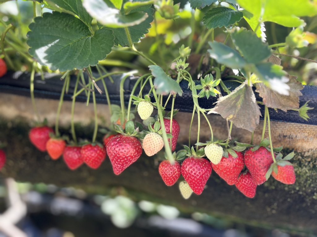 「莓好月圓-闔家慶團圓」農業局邀民眾品嘗臺南草莓好滋味