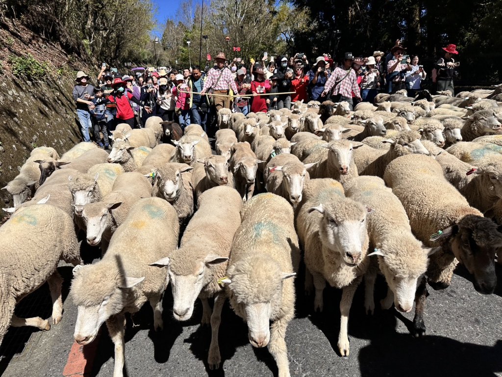 清境農場奔羊節開跑 與綿羊大軍奔跑在最美公路