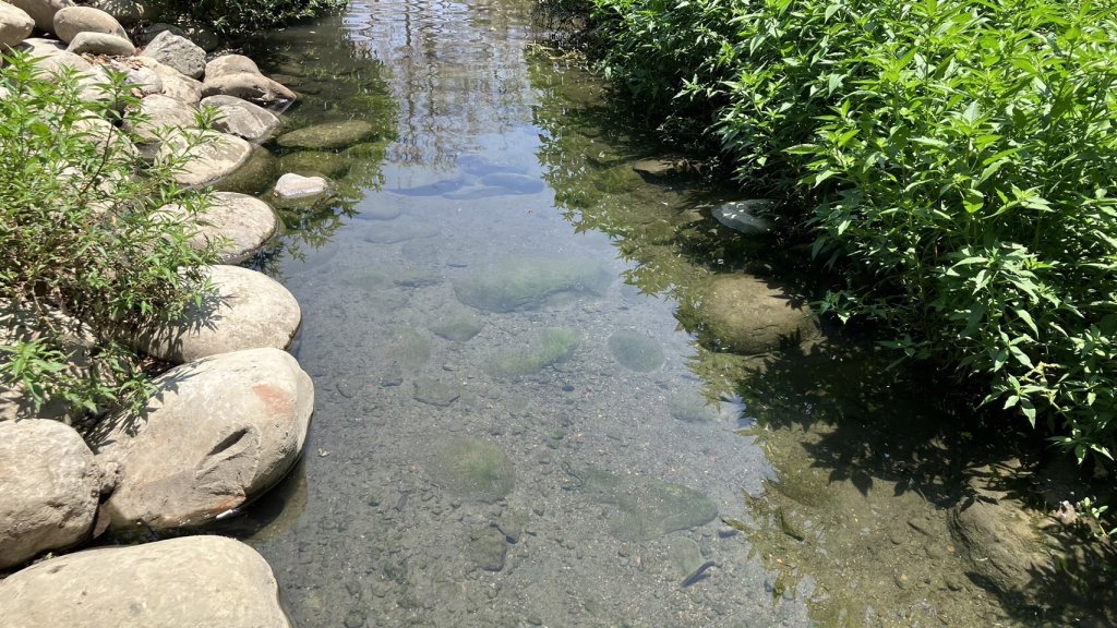 水利局將竹溪整治推動「築夢之溪」投入資源規劃淨水及親水策略